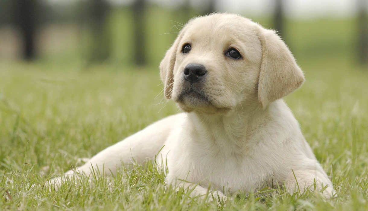Whats Your Favourite Breed of dog?
