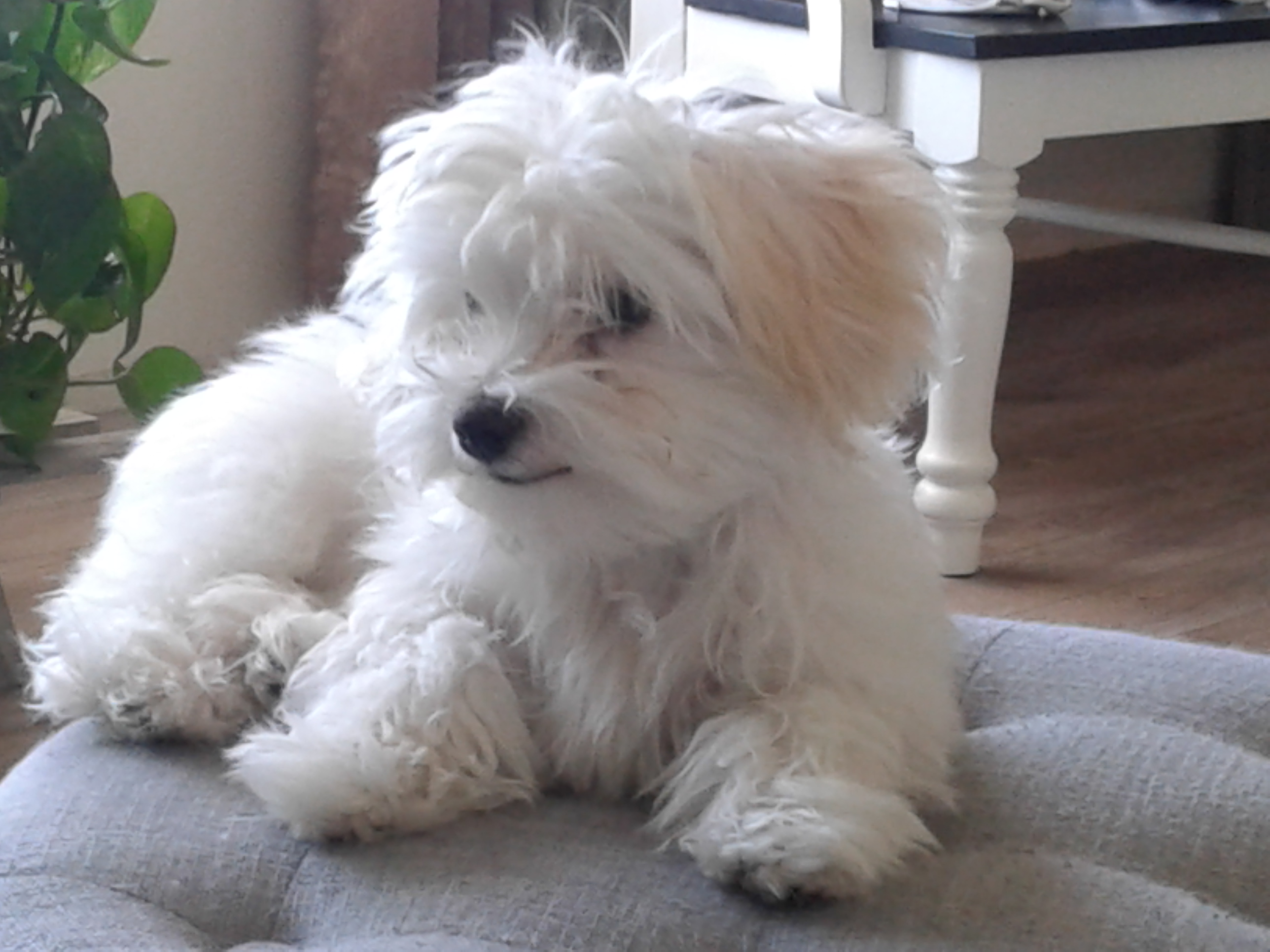 The cuteness overload test!