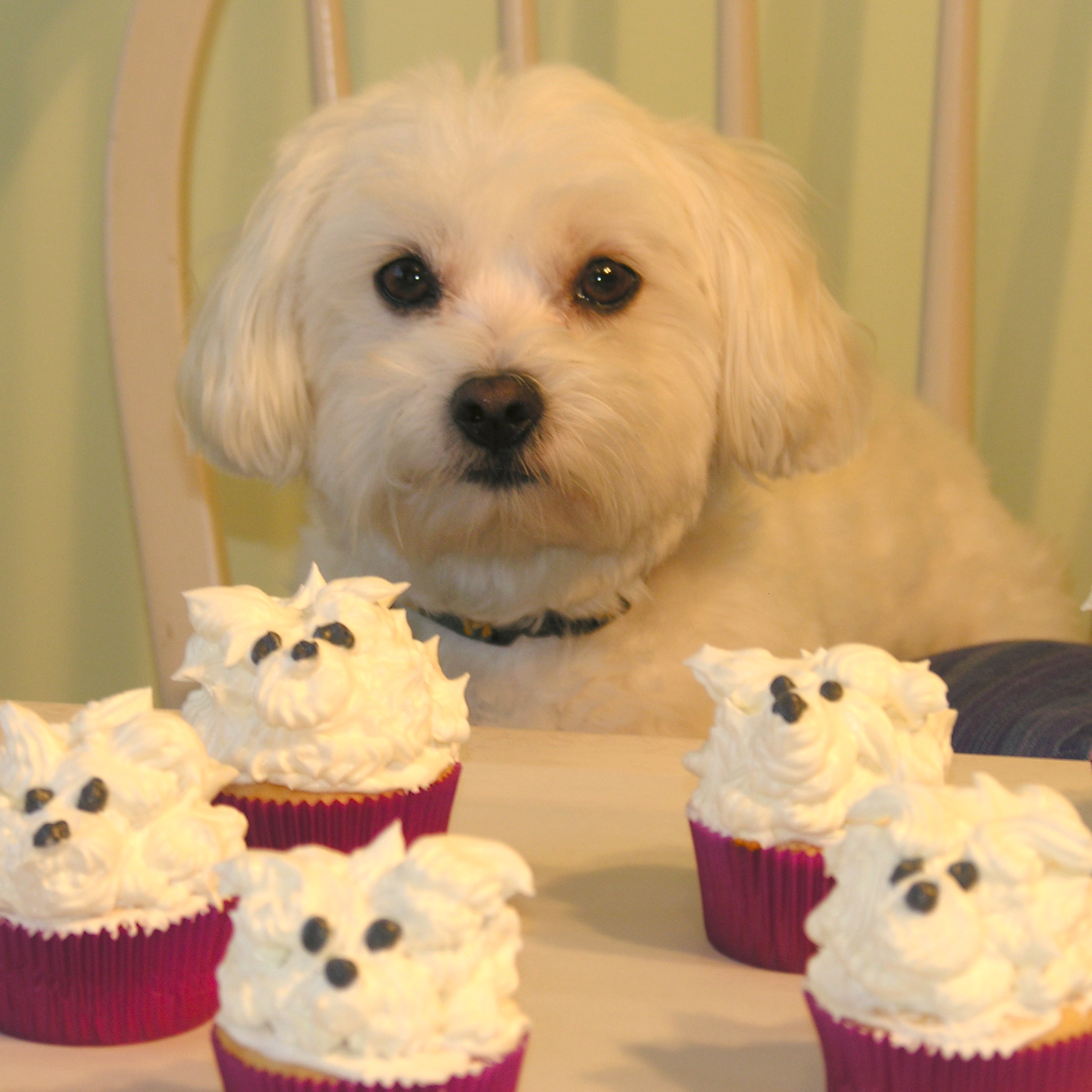 universal puppies quiz