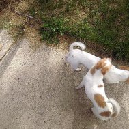 Are you good enough to have a puppy?