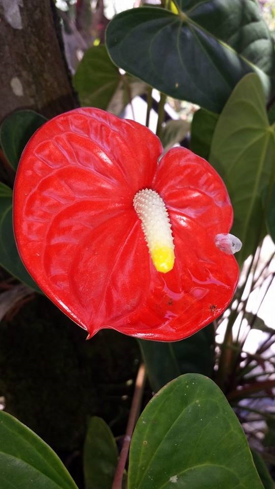 what flower are you
