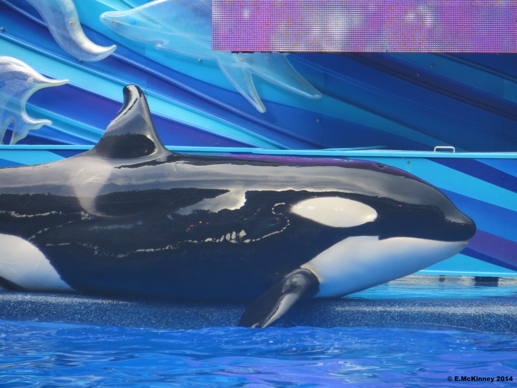 what shamu are you (Orlando) :D