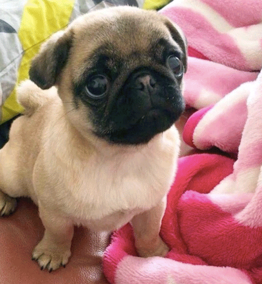 PUGS