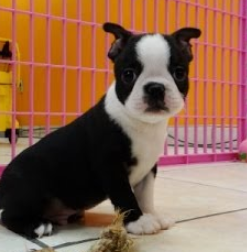 Are you compatible with a pet Boston terrier