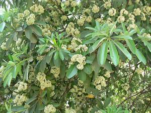 Milky-pine flowers