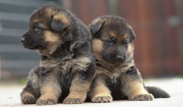 honden