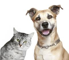Katt eller hund mäniska?