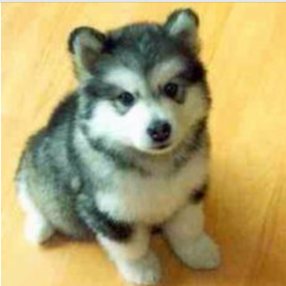 How do you feel about dogs