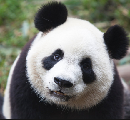 are you a panda