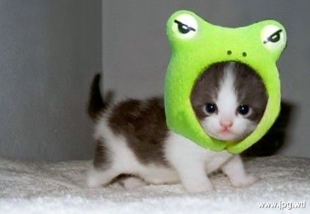 If u shuld boy a catt