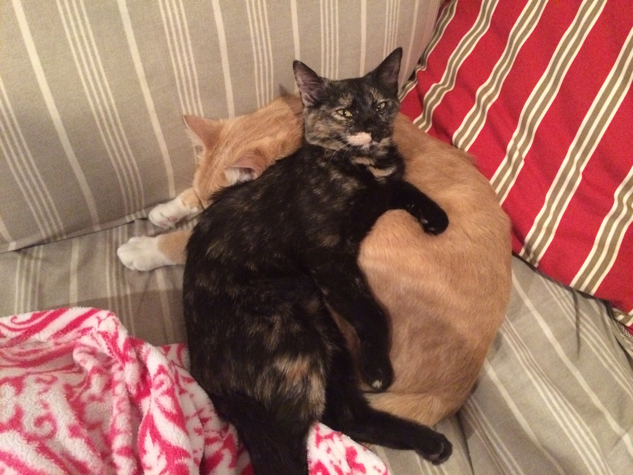 Should u get a dog or cat
