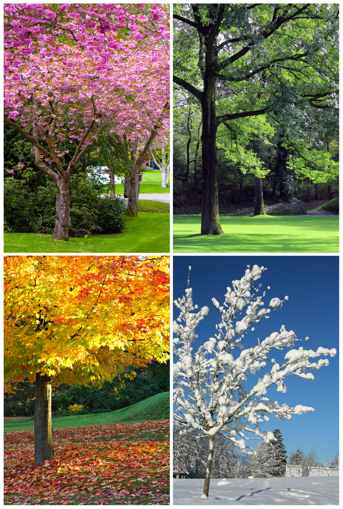 What season are you?