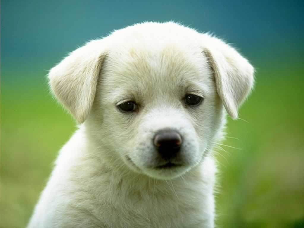 What kind of dog are you?