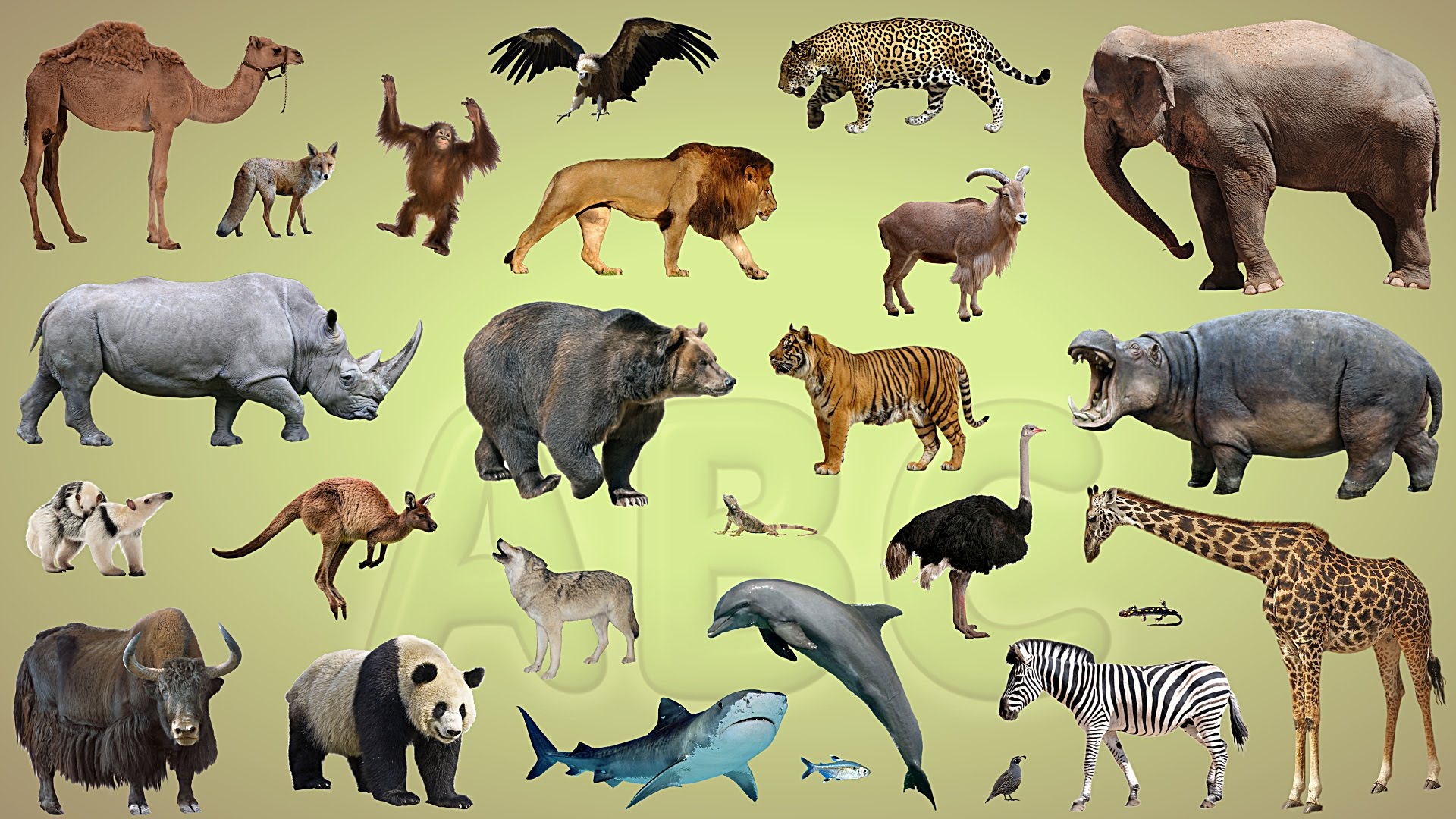which animal are you?