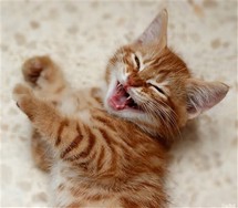 Ifz yoz wer kitten:character's story