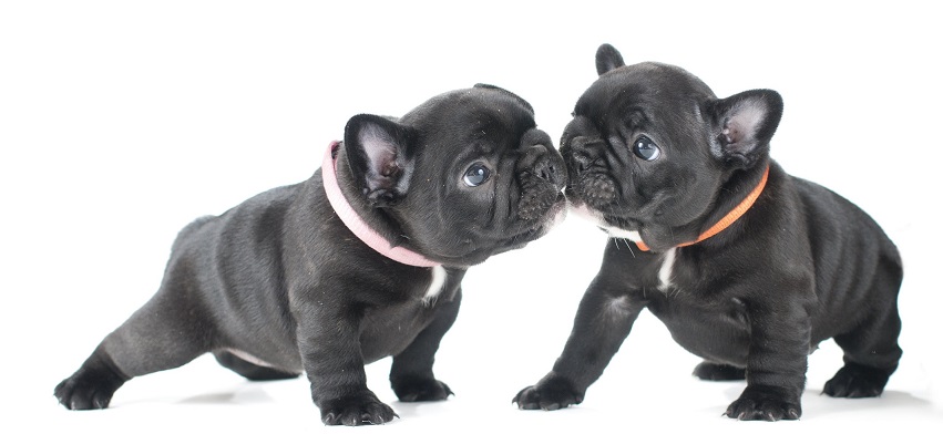 Franska bulldoggs? Vad vet du?