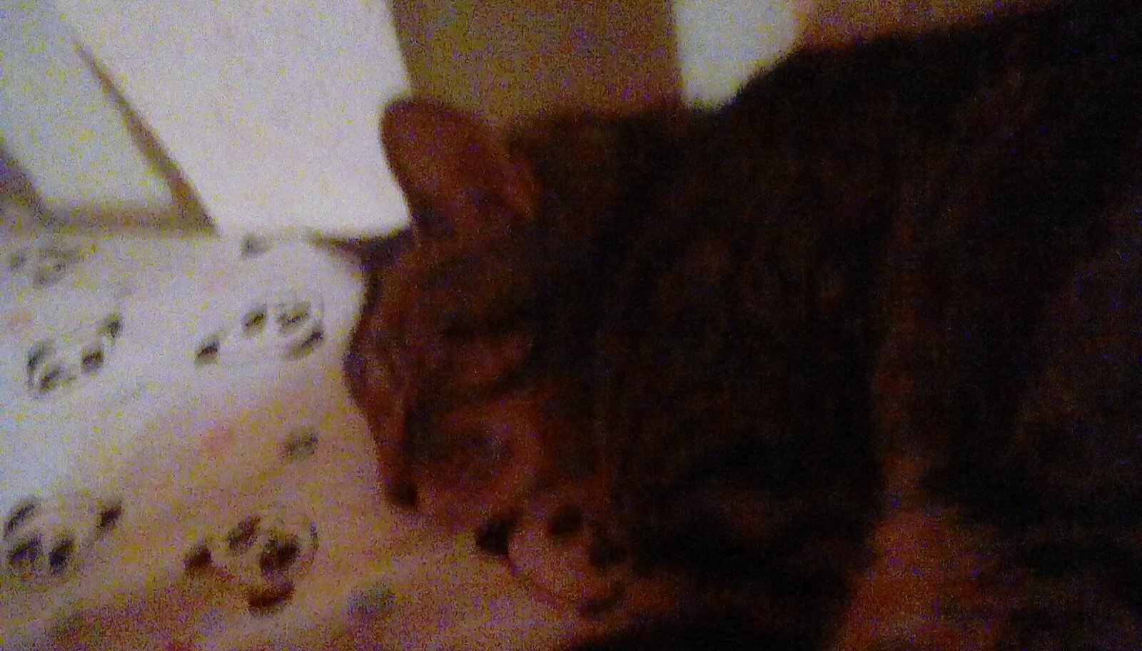 Meow(this is luna my cat)