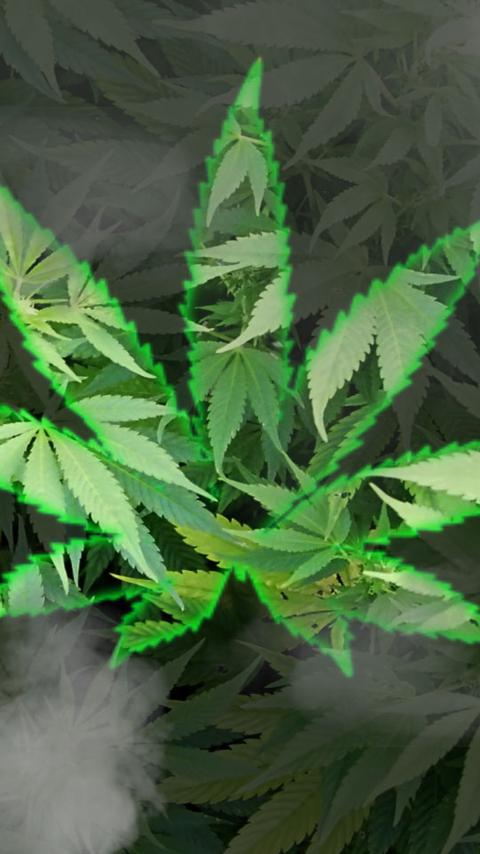 stoner?