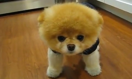 Name these dogs