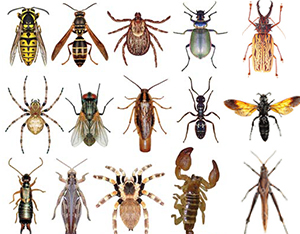 do you like bugs