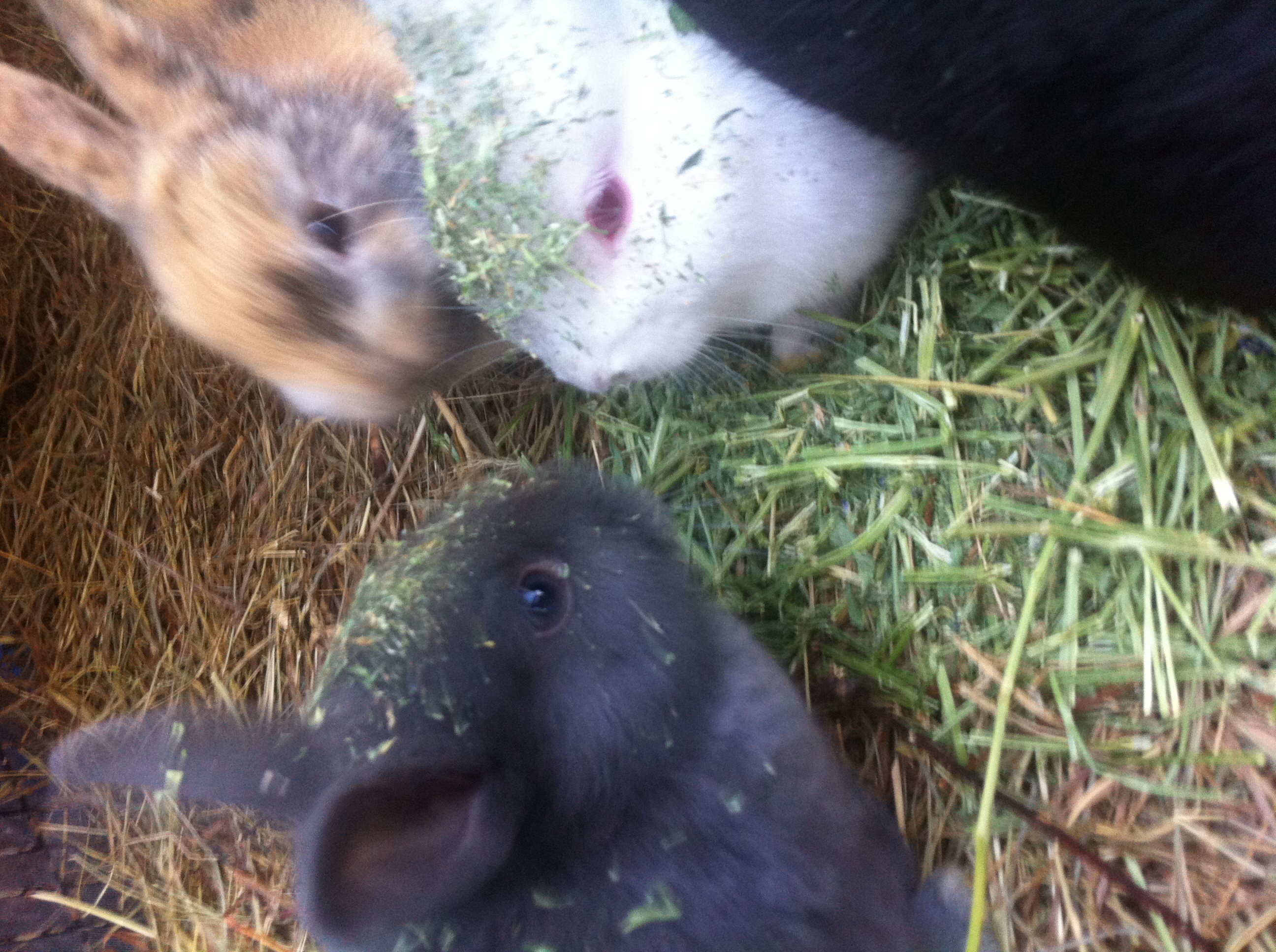Pet rabbit quiz