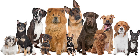 What dog are you?
