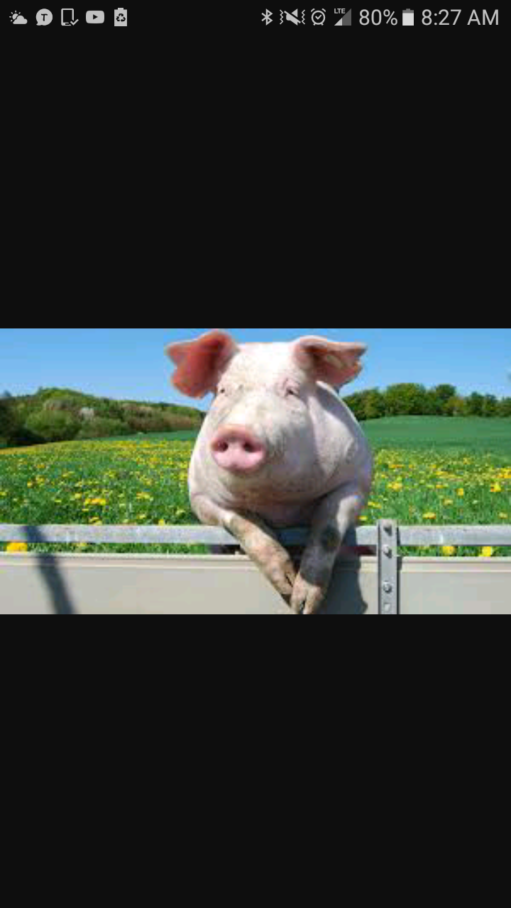 Pig test