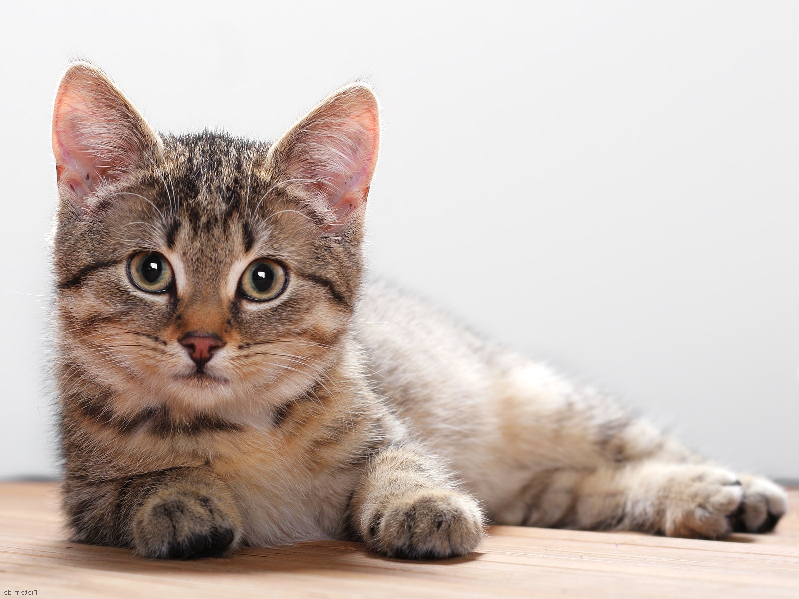 do you like cats