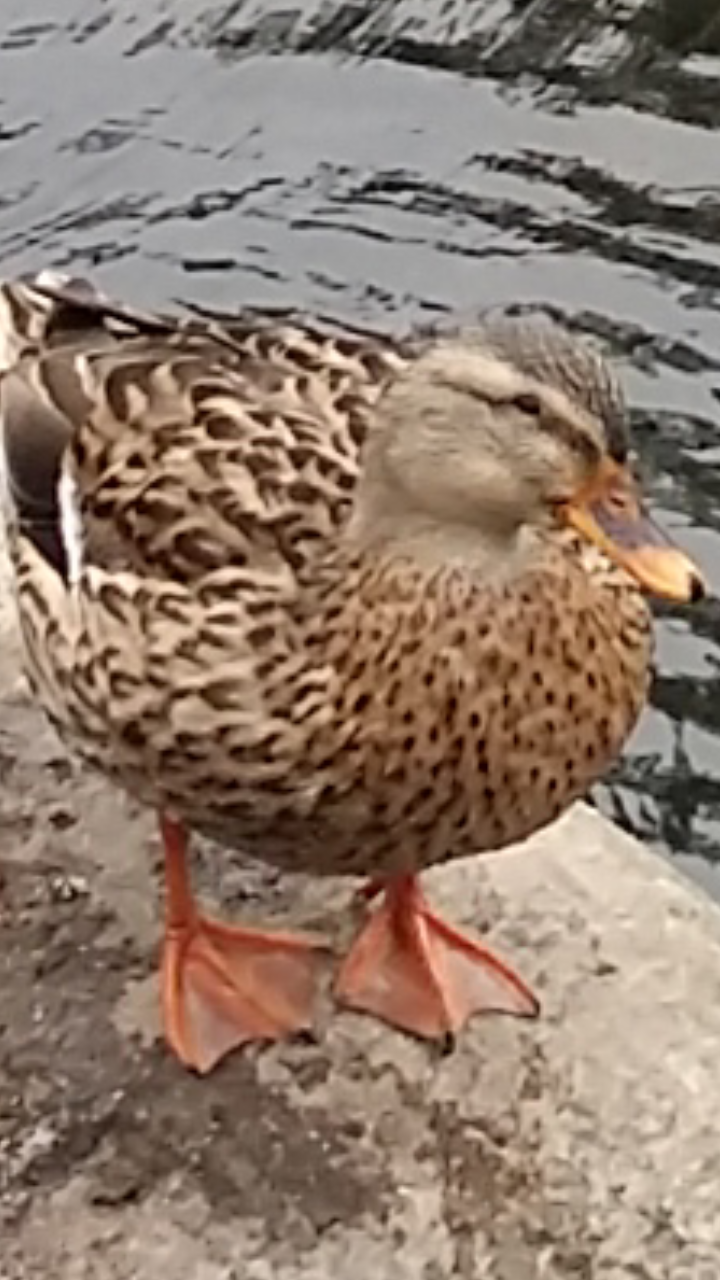 Are you IHaveADonut?