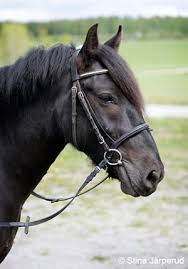 Vad kan du om hästar?🐴🦄