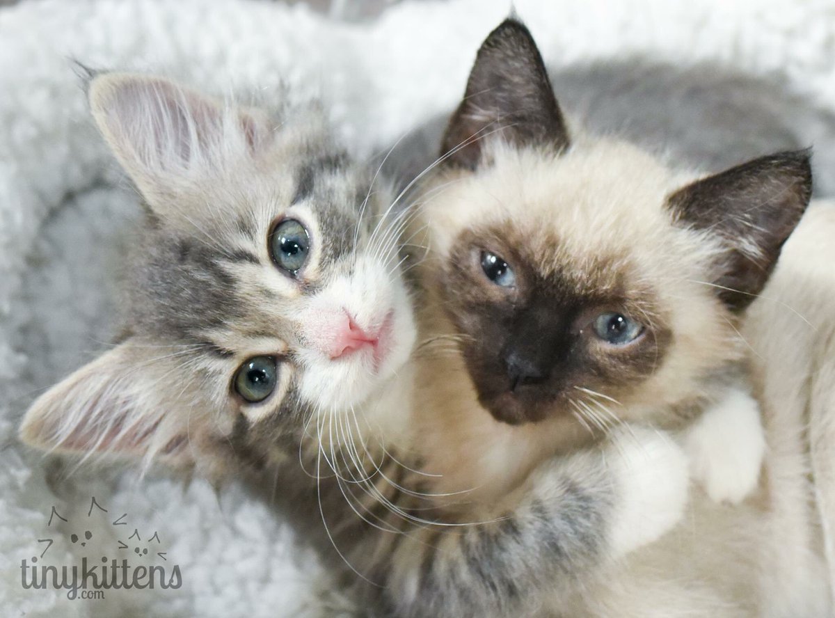 what kind of cat are you?