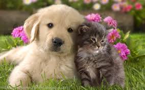 Who's cuter kittens or puppies?