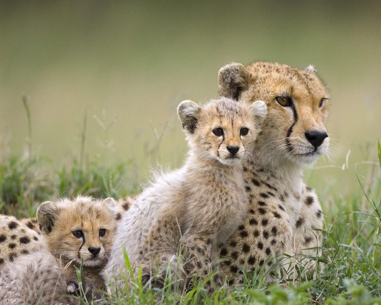 The Cheetah Quiz