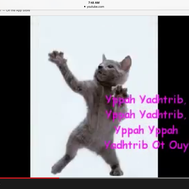 Cats