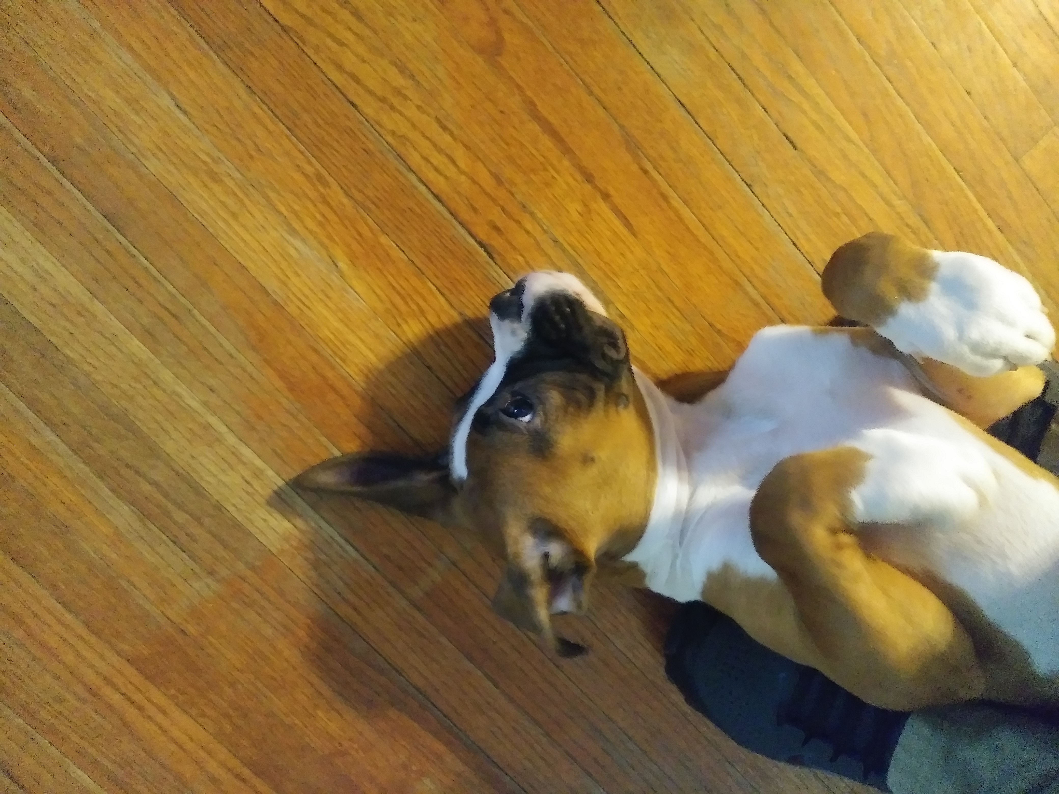 How well you know my dog Zeus