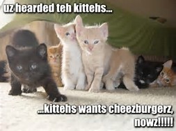 Ifz yoz wer a kitten:Cheeseburger quest