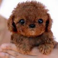 do you like dogs or not 
