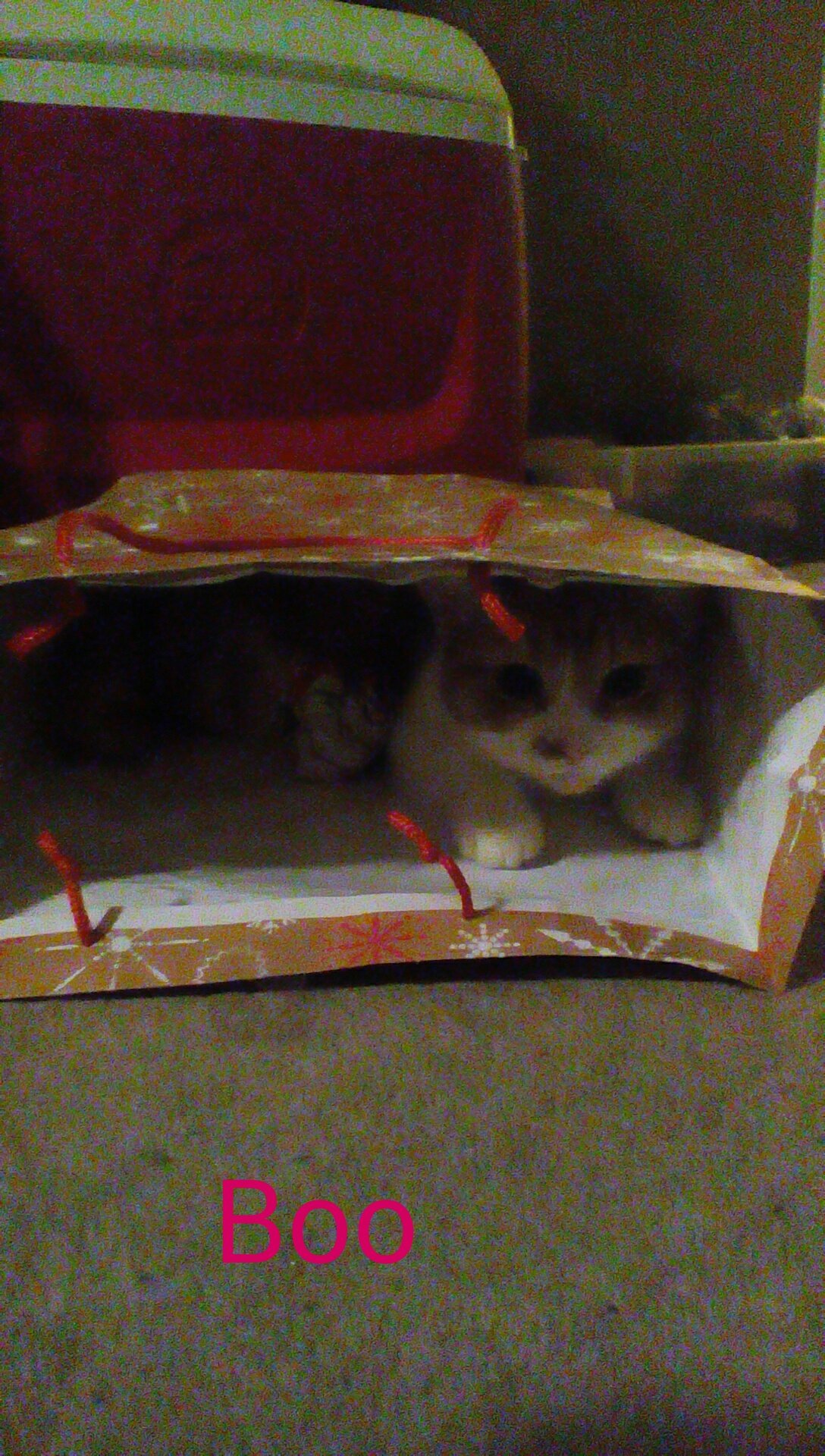 Are you a cute kitty