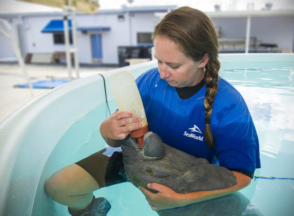 what trainer would you be at seaworld