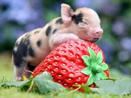 The Best Food