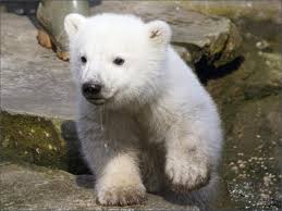animal quiz