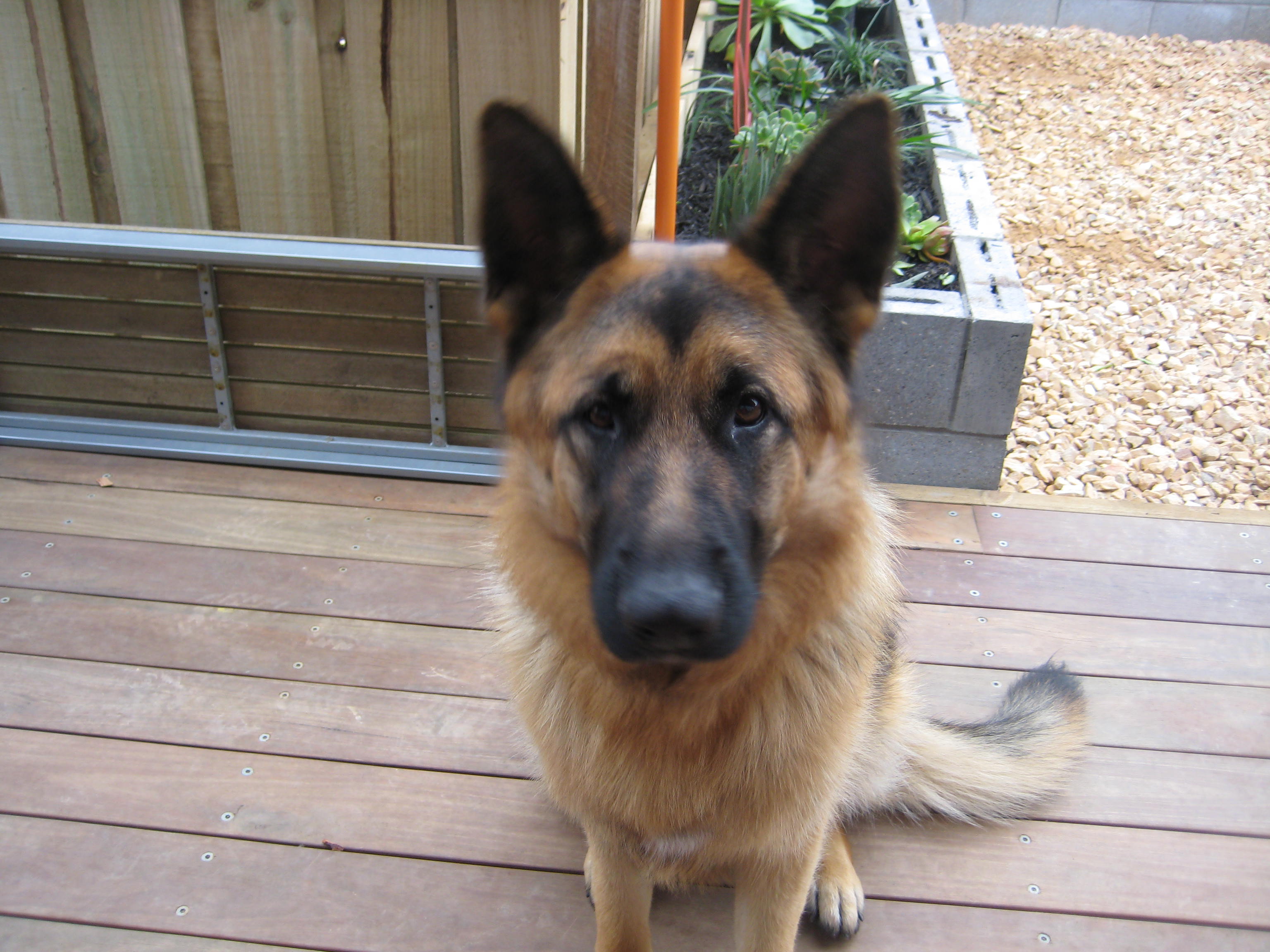 How much do you know about dogs