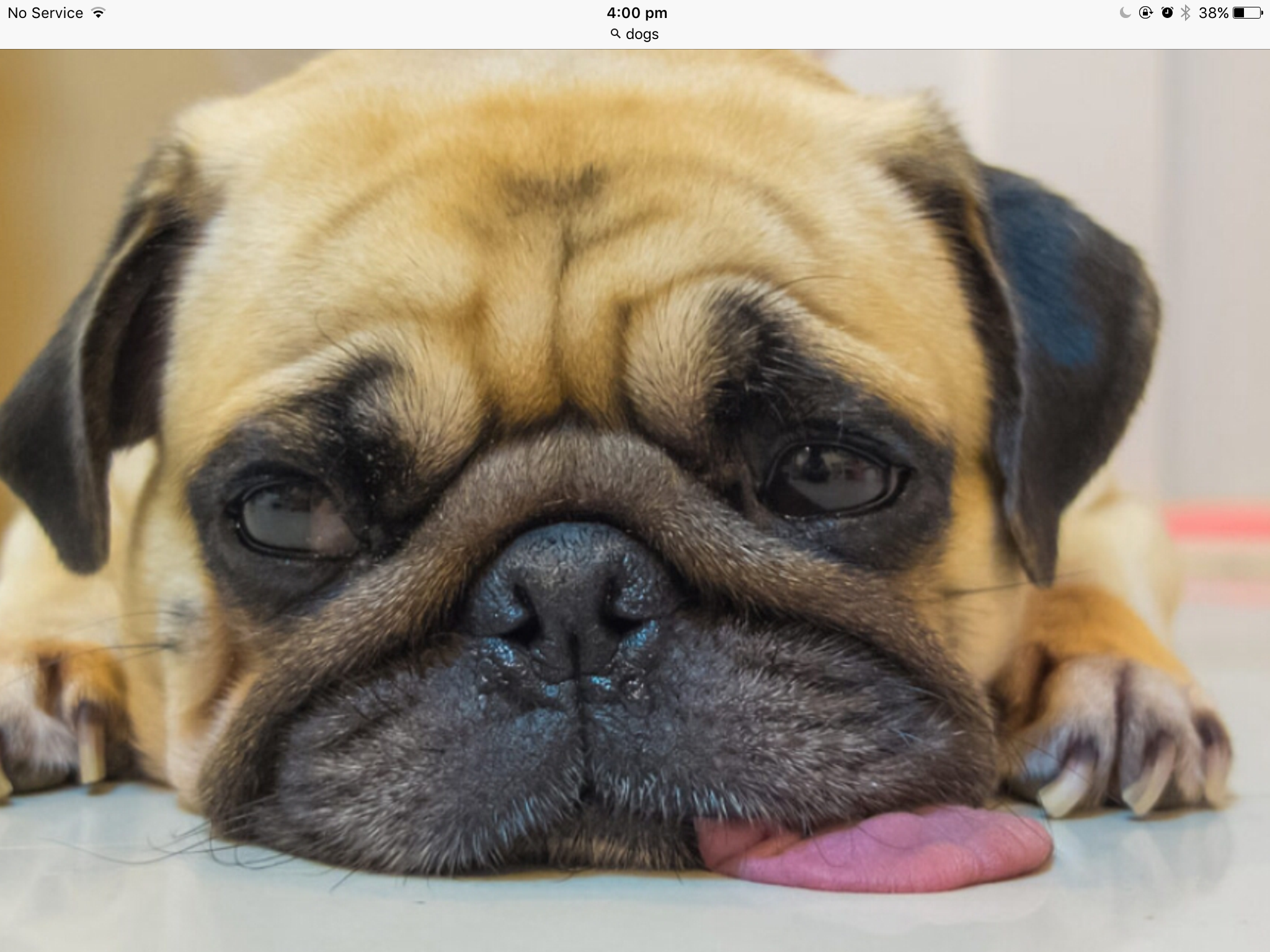 What dog are you