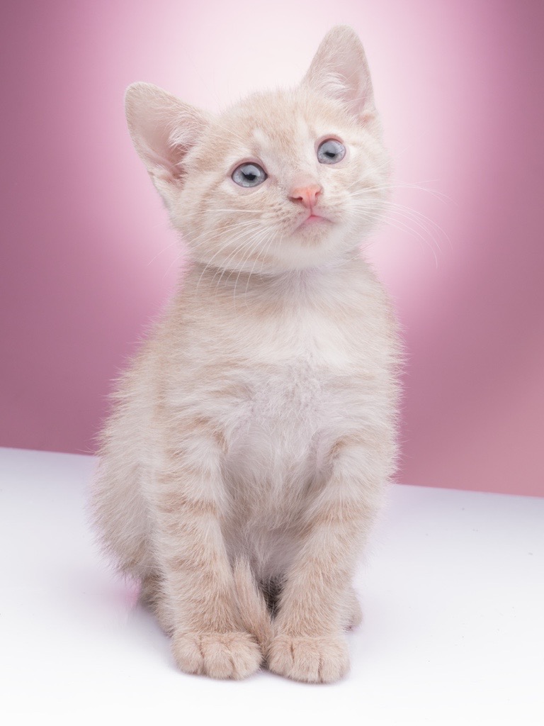 Little cats