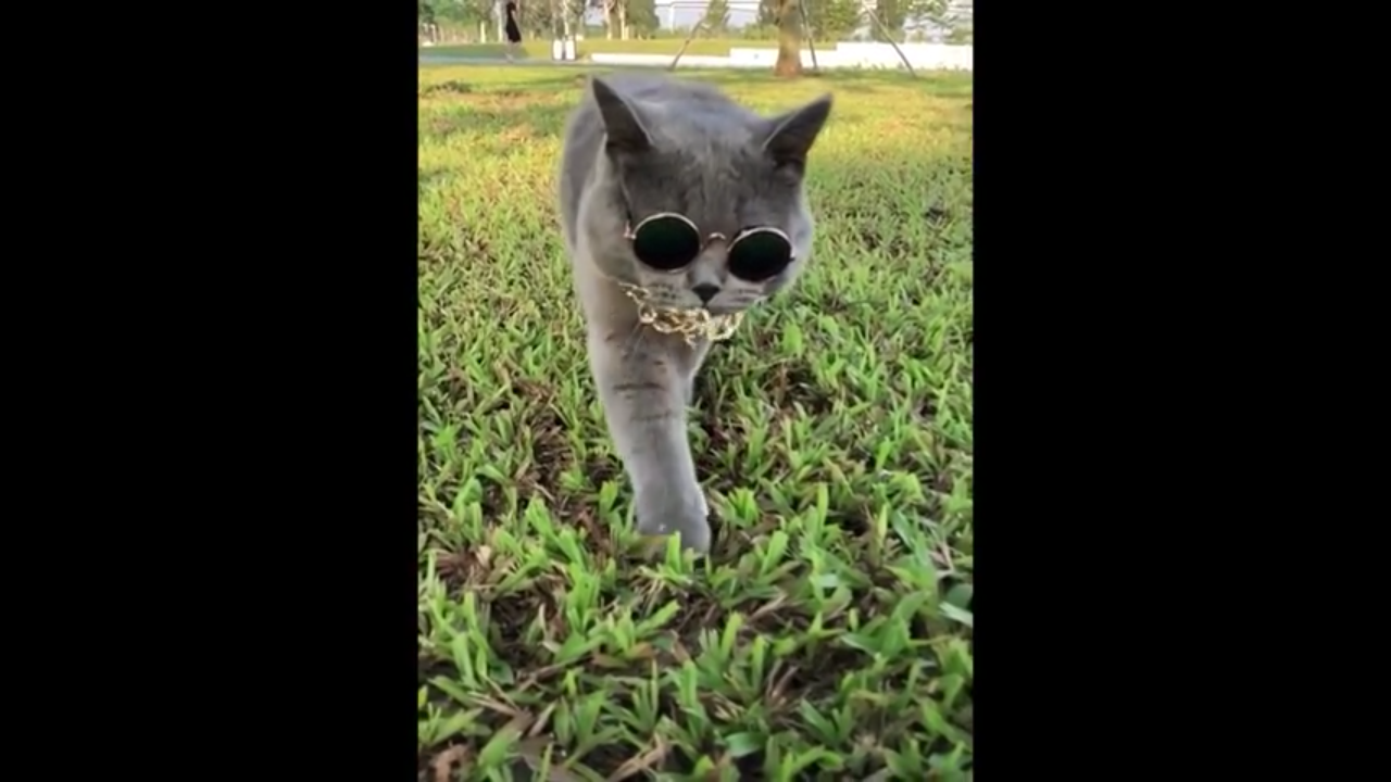 what type of cat are you?