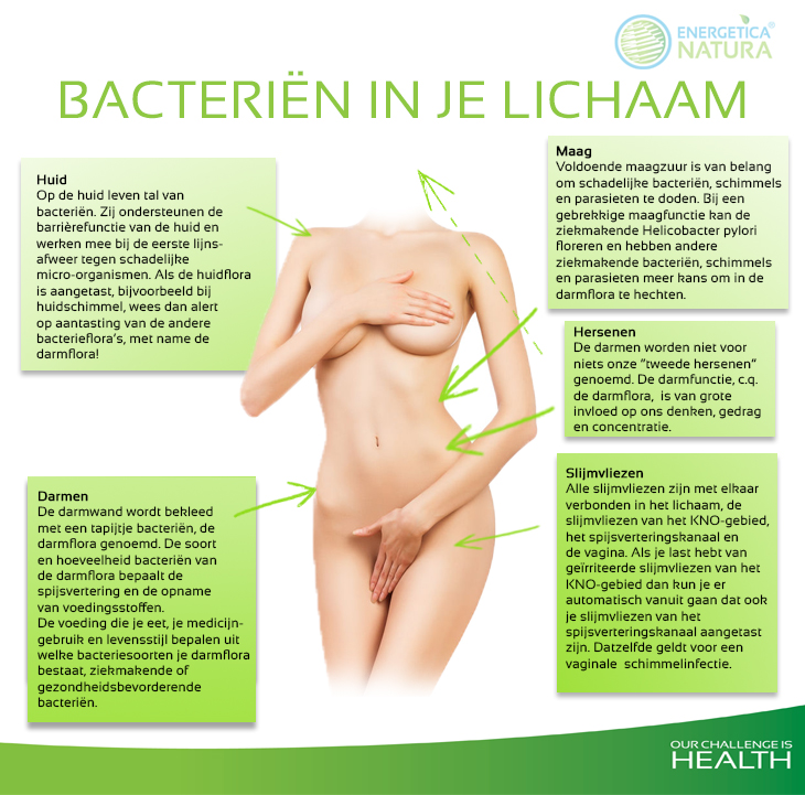 Bacterien