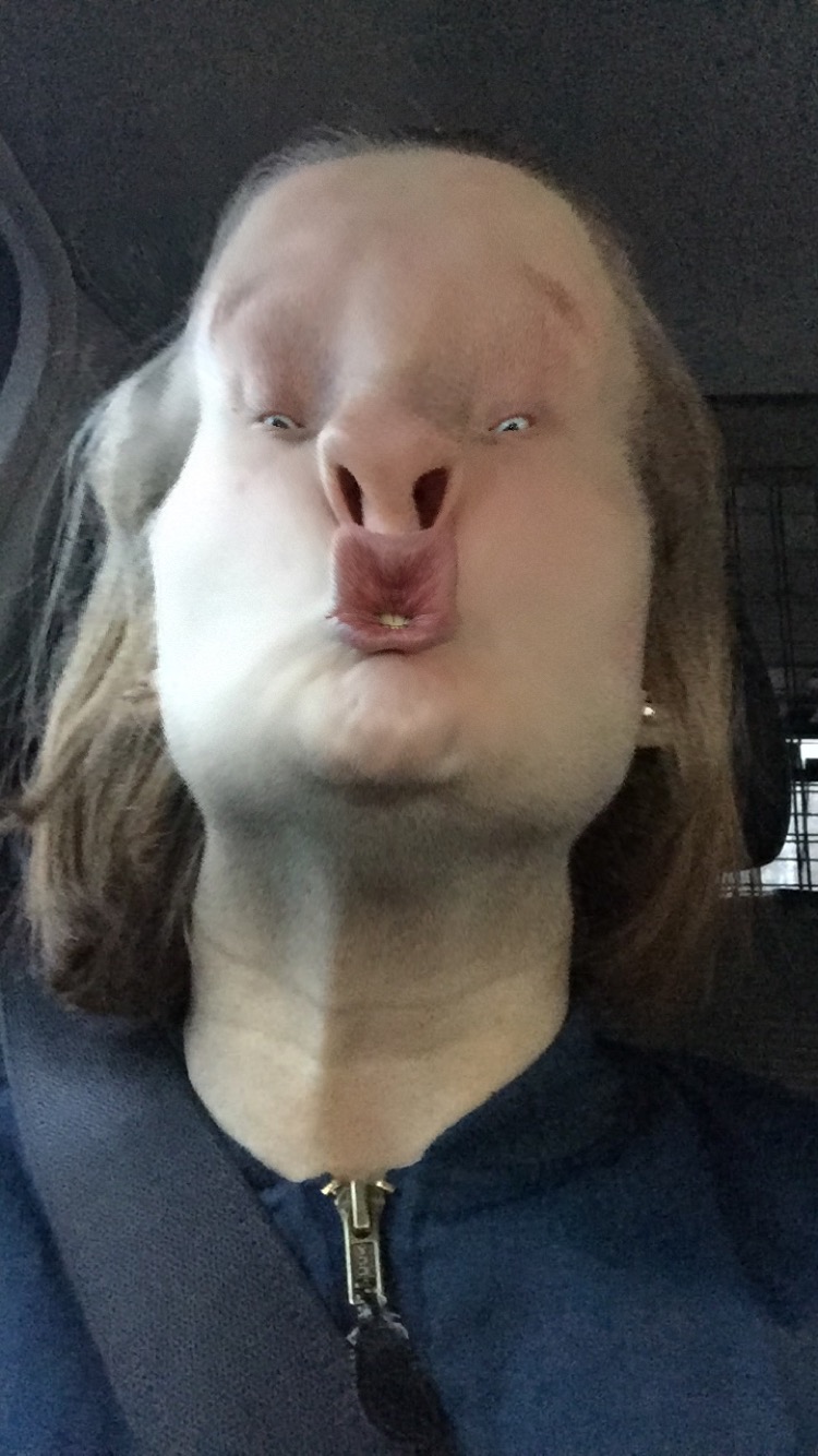 Perra Persa