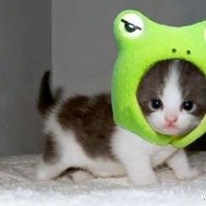 If u shuld boy a catt