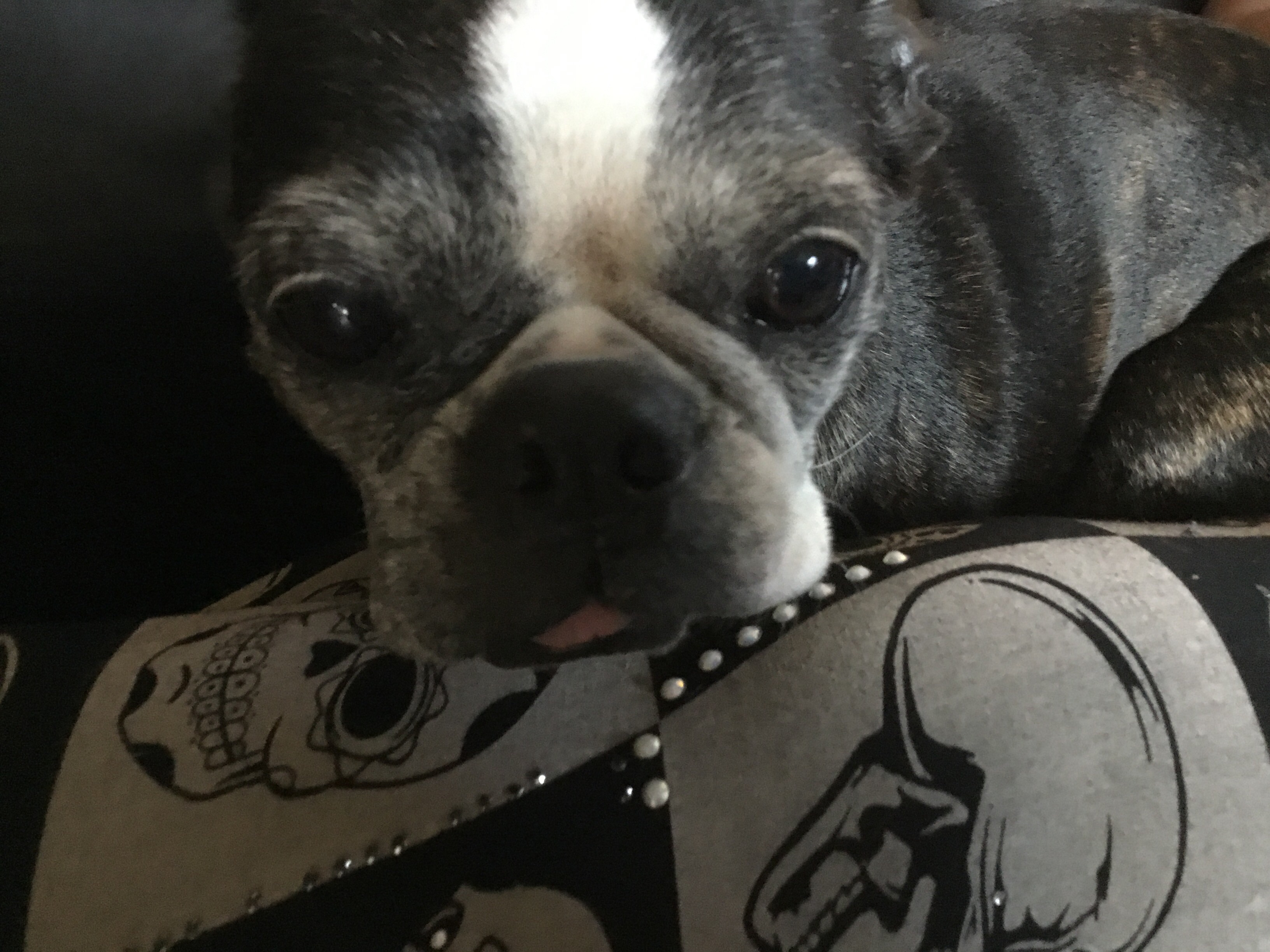 Are you the best dog person