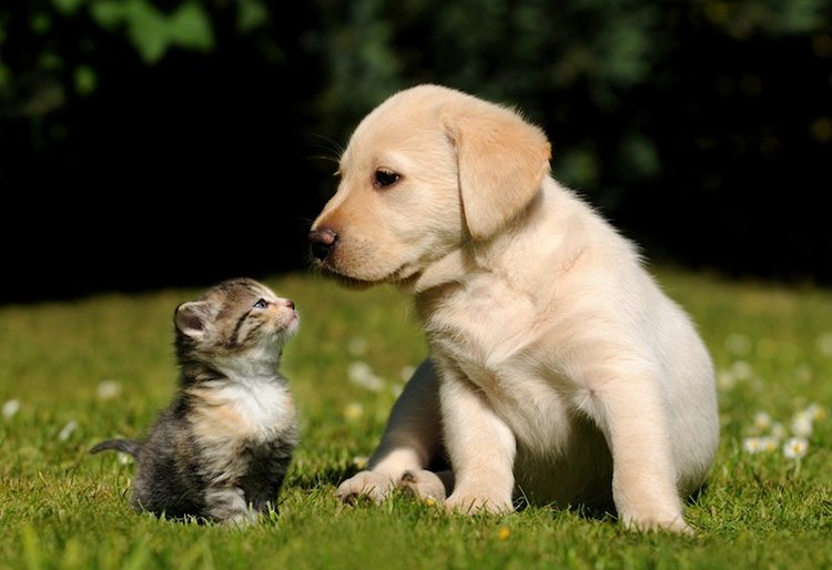 Are you a dog or a cat? 🐶🐱